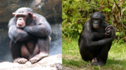 Vignette pour Chimpanzé