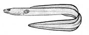 Conger eel Leptocephalus conger