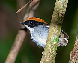 Conopophaga melanops -Vale do Ribeira, Juquia, Sao Paulo, Brasil-8.jpg