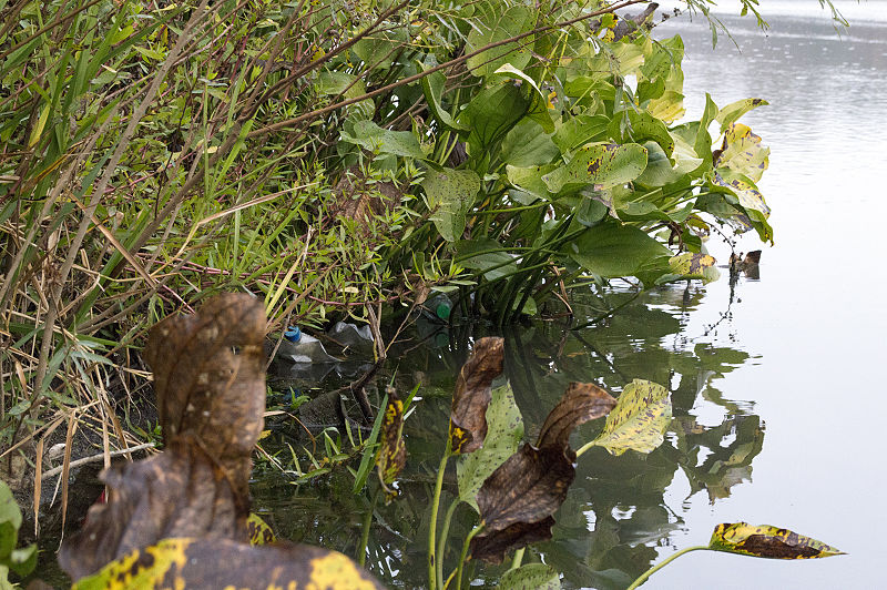 File:Contaminacion en el rio Santa Lucia.jpg