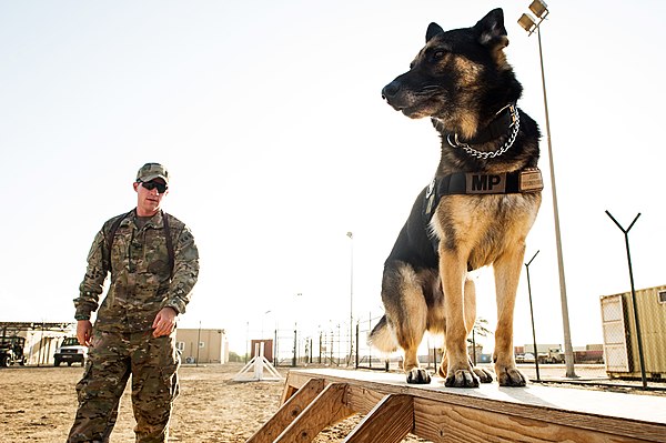 A dog trainer with the United States Navy, which primarily trains using positive reinforcement.