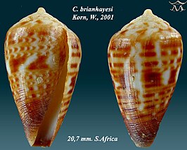 Conus brianhayesi