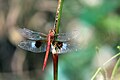 Coral-tailed cloudwing