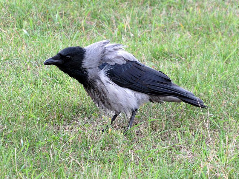 File:Corvus cornix AA.jpg