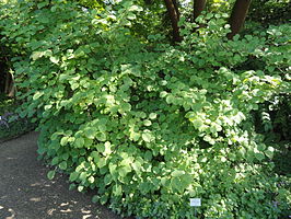 Corylopsis spicata