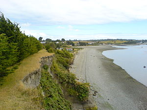 Slope stabilization by Chilean rhubarb on the coasts of Chacao Channel. Vegetation have mostly a protective effect on slopes. Costa de Chacao.jpg