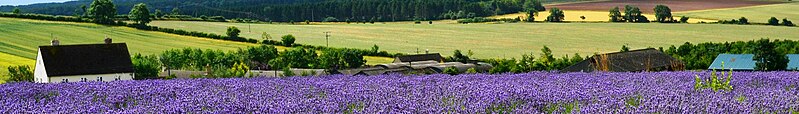 File:Cotswold banner Lavender farm.jpg