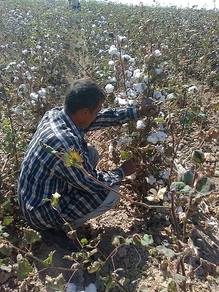 File:Cotton handle peeling (Buka district, Tashkent region, Uzbekistan)-02.jpg