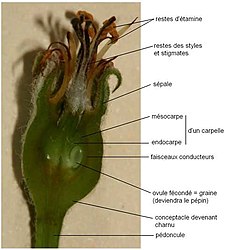 Fichier:Coupe pomme legende transversale octobre.jpg — Wikipédia