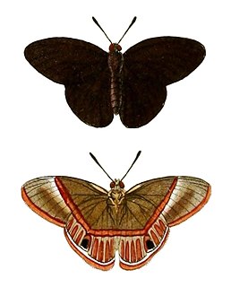 <i>Euselasia</i> genus of insects