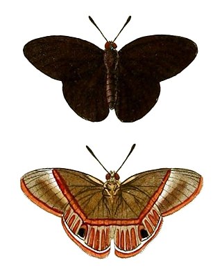 <i>Euselasia</i> Genus of butterflies