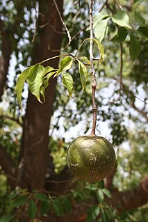 <i>Crateva adansonii</i> Species of plant