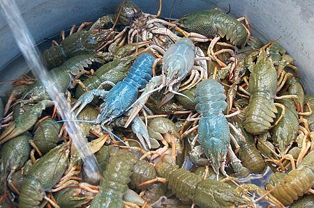 Crayfish-Astacus leptodactylus.JPG