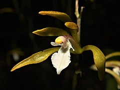 花に紫色の斑点がない個体。