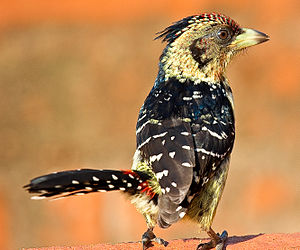 Crested Barbet SA.jpg