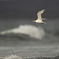 Crested Tern, Boat Harbour, New South Wales, Australia