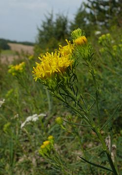 Crinitaria linosyris 190807g.jpg