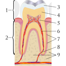 Cross-sectional diagram of a molar tooth. 1: crown, 2: root, 3: enamel, 4: dentin and dentin tubules, 5: pulp chamber, 6: blood vessels and nerve within root canal, 7: periodontal ligament, 8: apex and periapical region, 9: alveolar bone Cross sections of teeth labels.png