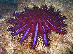 Acanthaster planci em Koh Similan, Tailândia