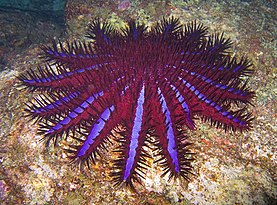 Une couronne d'épines (Acanthaster planci), étoile de mer prédatrice de corail. (définition réelle 800 × 583)
