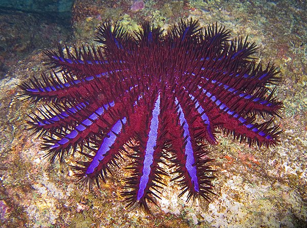 Crown-of-thorns starfish