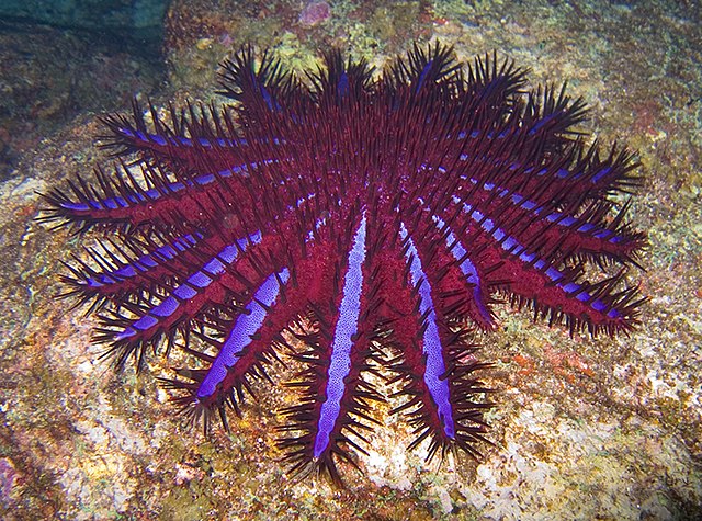 Crown-of-thorns starfish 640px-Crown_of_Thorns-jonhanson