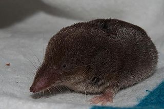<span class="mw-page-title-main">Central American least shrew</span> Species of mammal