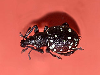 <i>Otiorhynchus gemmatus</i> Species of beetle