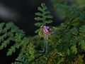 Cyathocline purpurea (2933725009).jpg