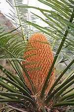 Thumbnail for Cycas nayagarhensis