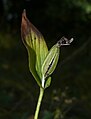 Cypripedium calceolus