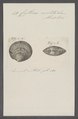 Cytherea exoleta - - Print - Iconographia Zoologica - Special Collections University of Amsterdam - UBAINV0274 078 01 0039.tif