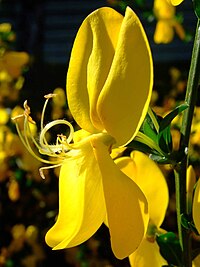 Cytisus scoparius flos.jpg