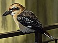 * Nomination Laughing kookaburra (Dacelo novaeguineae) in the Bird Kingdom aviary, Niagara Falls, Ontario, Canada. --The Cosmonaut 03:16, 19 February 2020 (UTC) * Promotion  Support Good quality -- Johann Jaritz 03:53, 19 February 2020 (UTC)