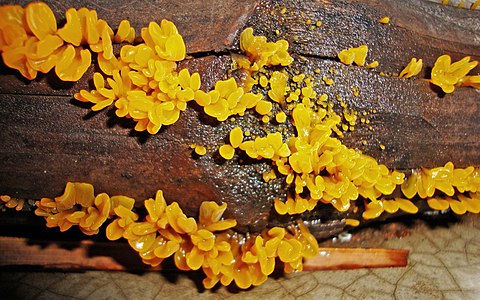 Dacrymyces palmatus (Orange jelly fungus)