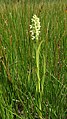 Dactylorhiza incarnata subsp. ochroleuca Germany - Radolfzell