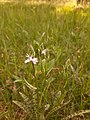 Dactylorhiza maculata, Entlesboden 20200530.jpg