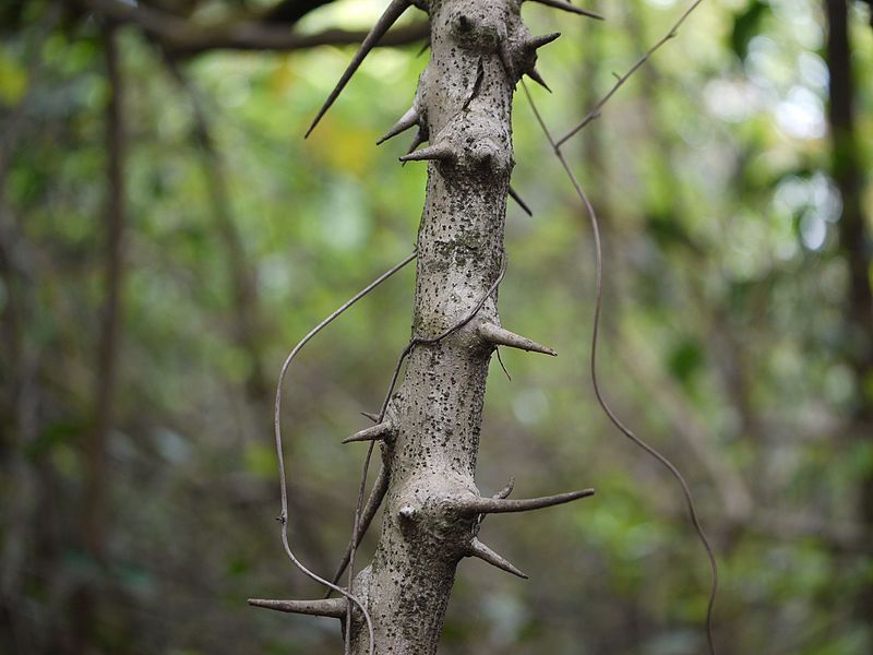 File:Dalbergia horrida (7432490602).jpg