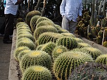 Cacti in a greenhouse in Darjeeling, India DarjeelingCactus.JPG