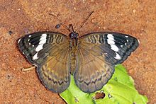 Қараңғы нимфа (Euriphene aridatha) female.jpg