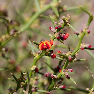 <i>Daviesia devito</i> Species of flowering plant