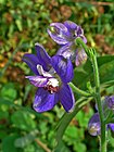 Delphinium staphisagria 003.JPG