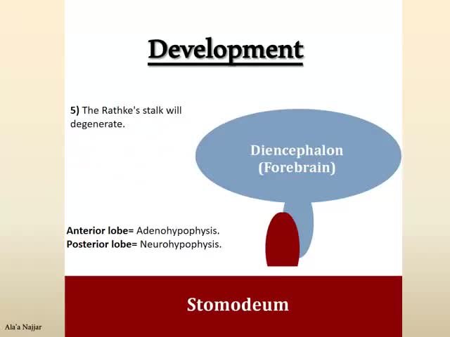 ملف:Development of the pituitary gland.webm