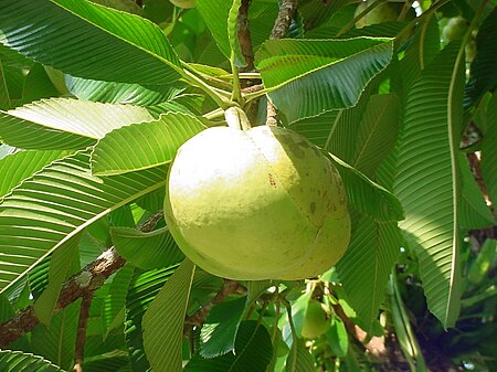 Tập_tin:Dillenia_indica_fruit.jpg