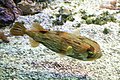 Brest Océanopolis 3 (Diodon holocanthus) (Porcupine Pufferfish)