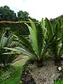 Dioon spinulosum, Parque Terra Nostra, Furnas, Azoren