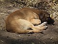 Dog in Tanzania 2473 Nevit.jpg