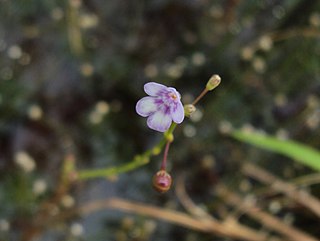 <i>Dopatrium</i> Genus of plants