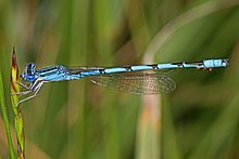 Dvostruko prugasti plavi - Enallagma basidens, Richard G Thompson, područje upravljanja divljinom, Linden, Virginia - 7185755366.jpg