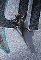 English: Eastern fence lizard (Sceloporus undulatus) in Douthat State Park